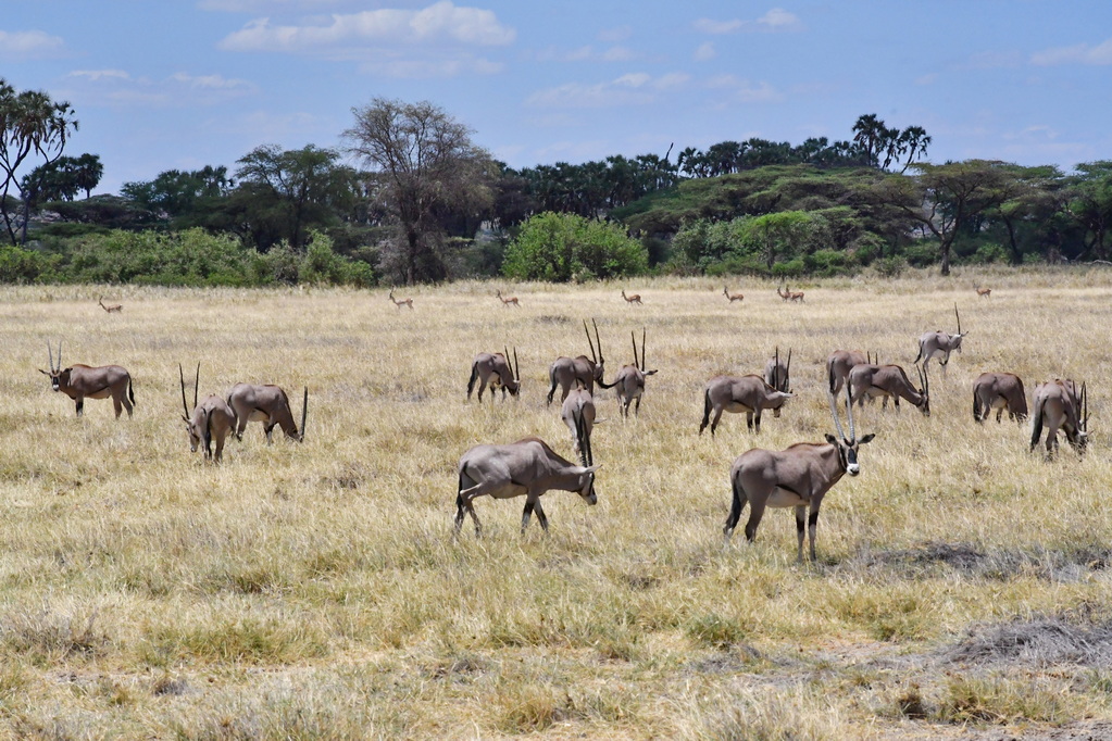 Buffalo Springs Nat. Reserve